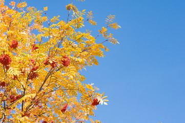 Fototapeta na wymiar Rowan on branch. Autumn background 