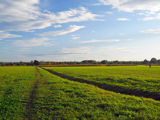 Fototapeta na wymiar landscape with wheat field and blue sky spring