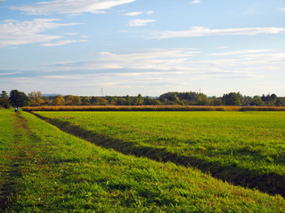 rural landscape with yellow field and blue sky