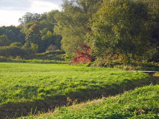 field of yellow flowers