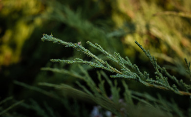Drops of morning dew on a green bush of juniper