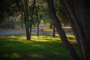 The yellow bench in the park in the alley among the trees and green lawn is illuminated by the sun