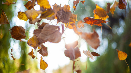 Falling yellow autumn leaves on the background of sunlight penetrating through the trees