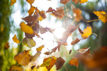 Falling yellow autumn leaves on the background of sunlight penetrating through the trees