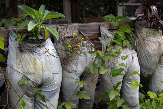Humorous photo of old trousers filled with dirt and used as planters on a farm.
