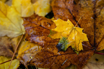 The fallen leaves of the maple are orange and yellow on the ground