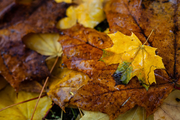 The fallen leaves of the maple are orange and yellow on the ground