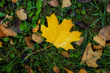 Yellow maple leaf on the ground among green grass