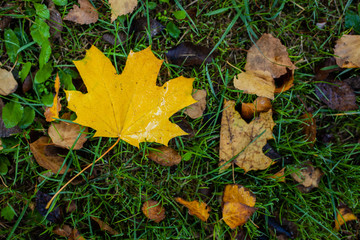 Yellow maple leaf on the ground among green grass