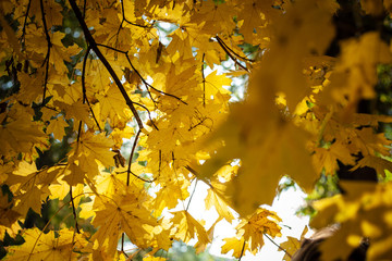 Sunlight penetrates through branches and yellow maple leaves