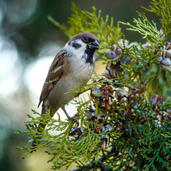 Sparrow eats juniper nuts on a tree branch