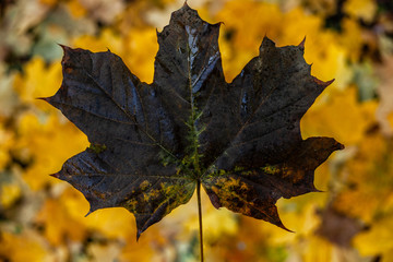Dark maple leaf on the background of orange and yellow sheets lying on the ground