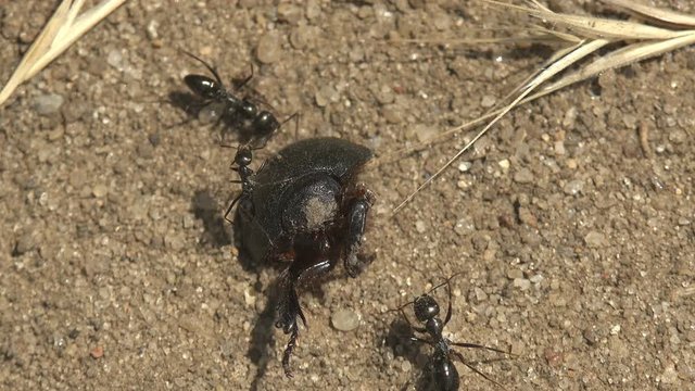 Group of ants attacked and kill large black scarab beetle from name family Scarabaeidae