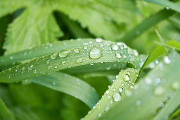 drops closeup on green grass