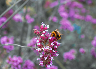 Bumble Bee perches on small pink and white flowers