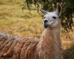 Laughable Llama