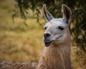 Laughable Llama