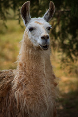 Laughable Llama