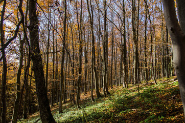 Fototapeta premium Jesienny las Bieszczady