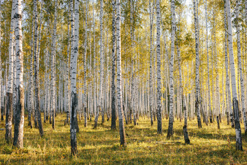 Birch tree grove in evening sunlight. Trunks with white bark. Nature forest landscape in early autumn. Ural, Russia