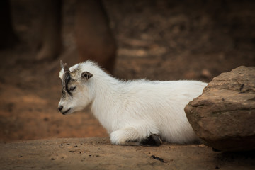 Adorable Goat