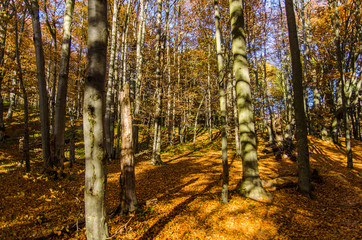 Jesienny las Bieszczady