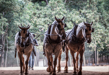 Naklejka premium The Love of a Horse