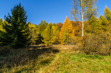 Fototapeta na wymiar Jesienny las Bieszczady