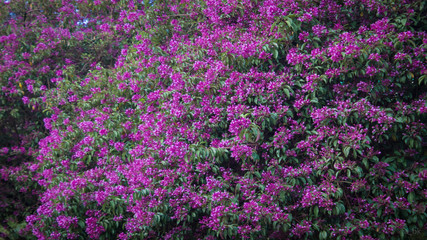 The pink and purple flowers in a garden