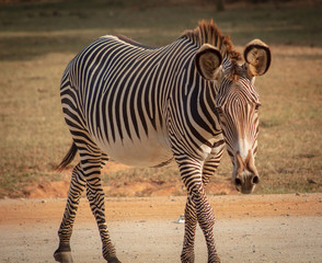 Fototapeta na wymiar Comical Zebra