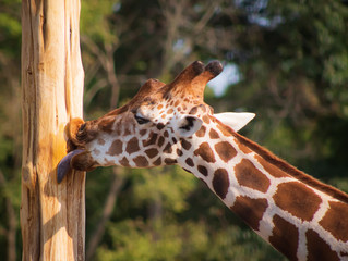 Gentle Giant Giraffe