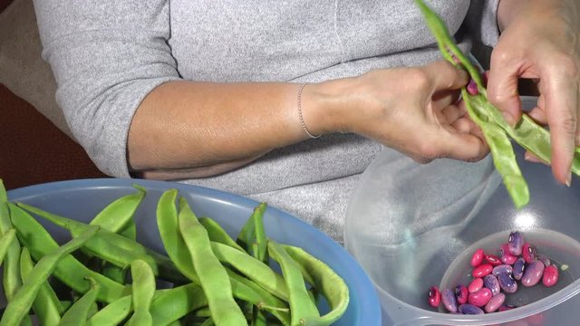 Close POV shot of a woman sitting with two plastic bowls &ndash; one holding freshly picked runner beans, and the other with the actual pink and purple beans removed from the pod as she separates them.