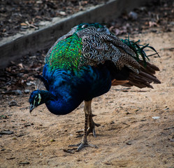 Obraz premium Peacock on the Hunt