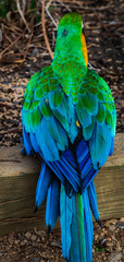 Pretty Parrot