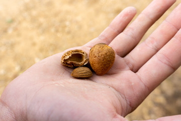 shelled and unshelled almonds in the palm of a hand