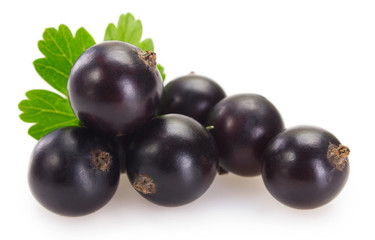 Black currant on white background