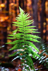 backlit fern in autumn forest