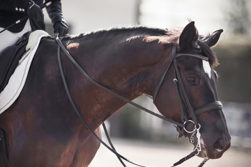 Portrait of a Bay dark horse, dressed in equestrian ammunition for performance at dressage...