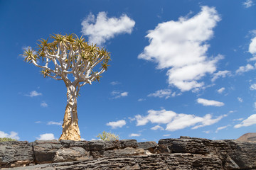 Quiver tree against blue sky 