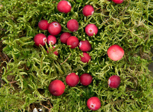 Bright ripe cranberries lie on the fluffy moss.