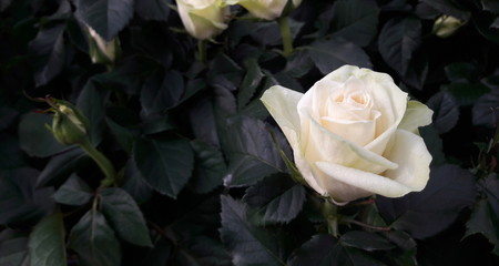 Rosa da giardino - inverno e primavera