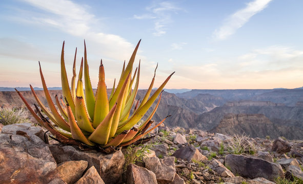 Aloe in the desert at sunset