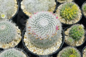 Cactus beautiful plant summer minimal style