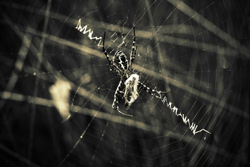 Black spider insect in Halloween theme