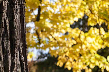 Closeup of a tree and its bark against yellow leaves. Autumn has arrived and the foliage is changing to bright and virbrant colors.