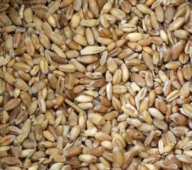 seeds of wheat and more varieties of ancient grains