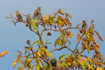 Many starlings are sitting on a walnut tree with autumnal foliage and blue sky