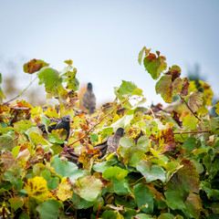 Starlings in a vineyard eating grapes