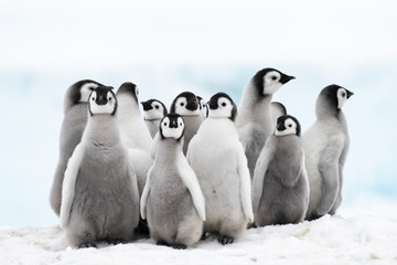 Emperor Penguins chicks on ice in Antarctica © Silver