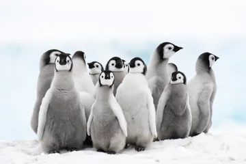Foto op Plexiglas Keizerspinguïns kuikens op ijs in Antarctica © Silver
